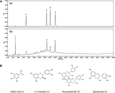 Spatholobus suberectus Dunn Water Extract Ameliorates Atopic Dermatitis–Like Symptoms by Suppressing Proinflammatory Chemokine Production In Vivo and In Vitro